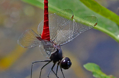 Planiplax phoenicura