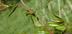 Diospyros simii
