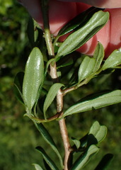 Diospyros simii