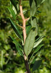 Diospyros simii