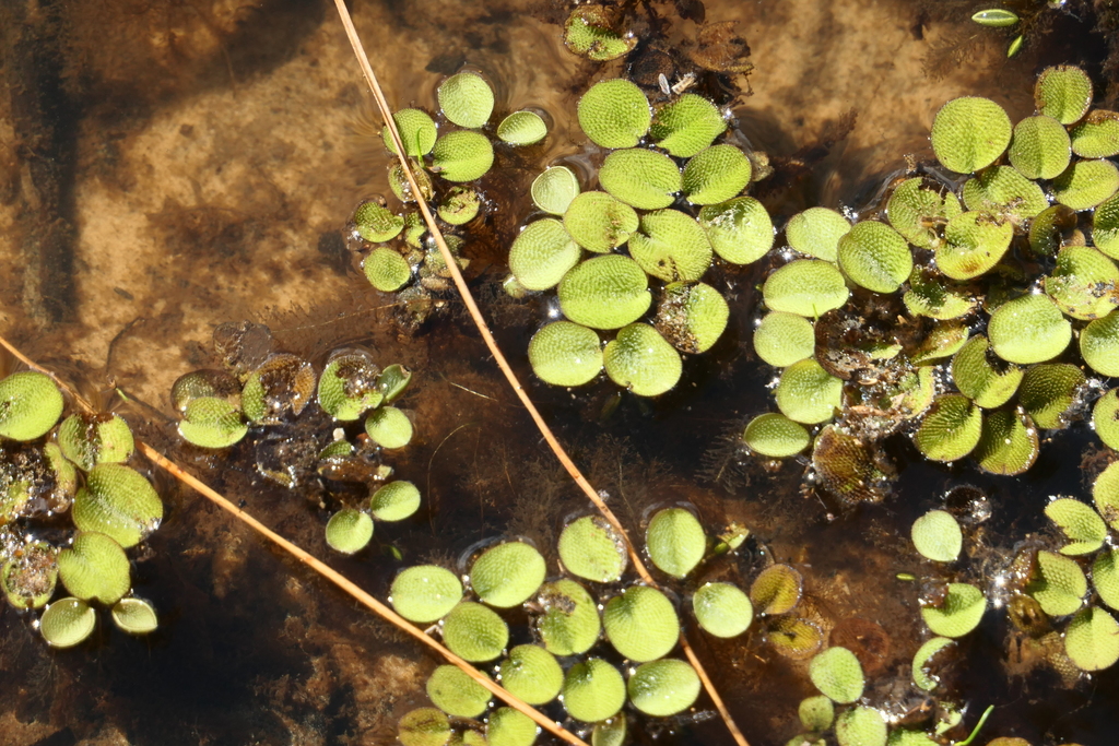 water spangles