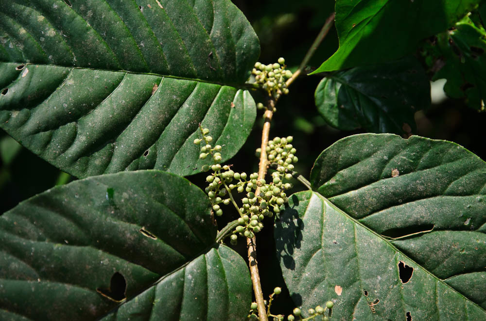 Maesoideae