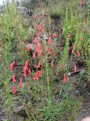 Penstemon wislizeni