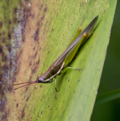 Stenacris vitreipennis