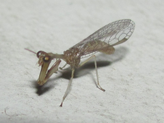 Leptomantispa pulchella