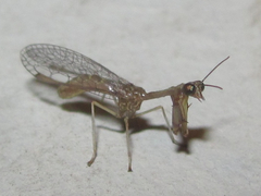 Leptomantispa pulchella