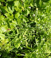 Chaenostoma integrifolium