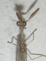 Leptomantispa pulchella