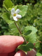 Chaenostoma integrifolium