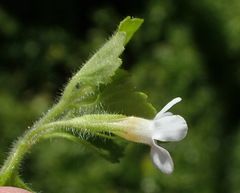 Chaenostoma integrifolium