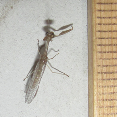 Leptomantispa pulchella