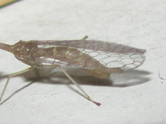 Leptomantispa pulchella