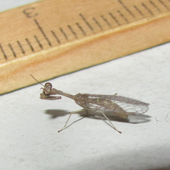 Leptomantispa pulchella