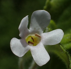 Chaenostoma integrifolium