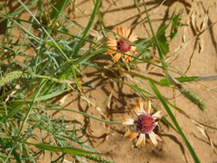 Gaillardia comosa