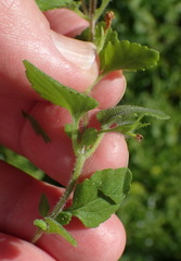 Chaenostoma integrifolium