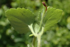 Chaenostoma integrifolium