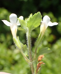 Chaenostoma integrifolium