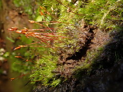 Ditrichum heteromallum