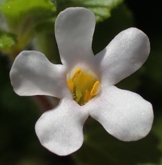 Chaenostoma integrifolium