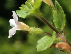 Chaenostoma integrifolium