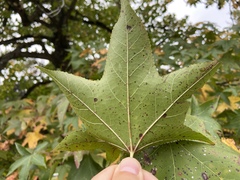 Liquidambar styraciflua