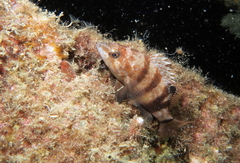 Serranus hepatus
