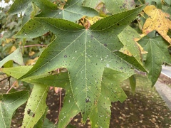 Liquidambar styraciflua