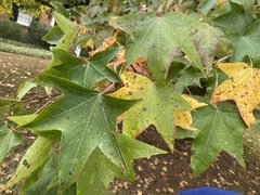 Liquidambar styraciflua
