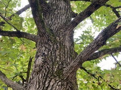 Liquidambar styraciflua