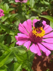 Bombus morio