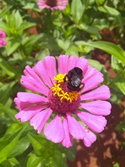 Bombus morio