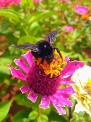 Bombus morio