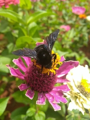 Bombus morio