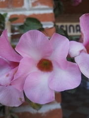 Mandevilla amabilis