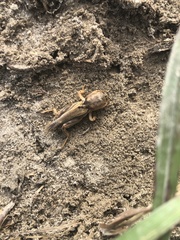 Neoscapteriscus vicinus