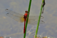 Rhodopygia cardinalis