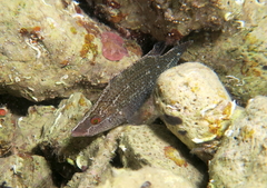 Symphodus rostratus