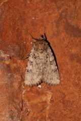 Amphipyra effusa