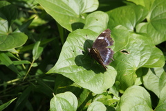 Kaniska canace nojaponicum