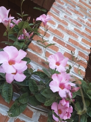 Mandevilla amabilis