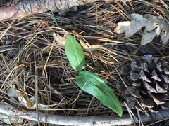 Schiedeella arizonica