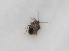 Halyomorpha halys