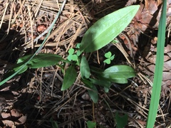 Schiedeella arizonica