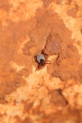Ixodes hexagonus