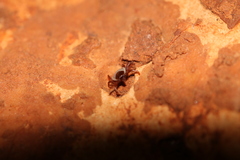 Ixodes hexagonus