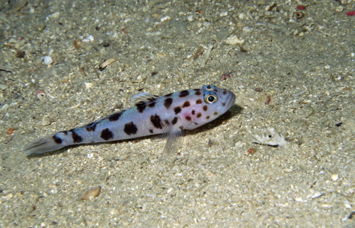 Leopard-spotted goby (Thorogobius ephippiatus) — Gobiidae — 3