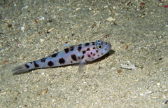 Thorogobius ephippiatus