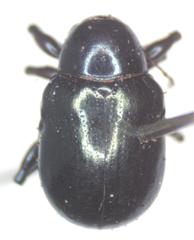 Typophorus nigritus chalceus