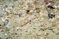 Thorogobius macrolepis